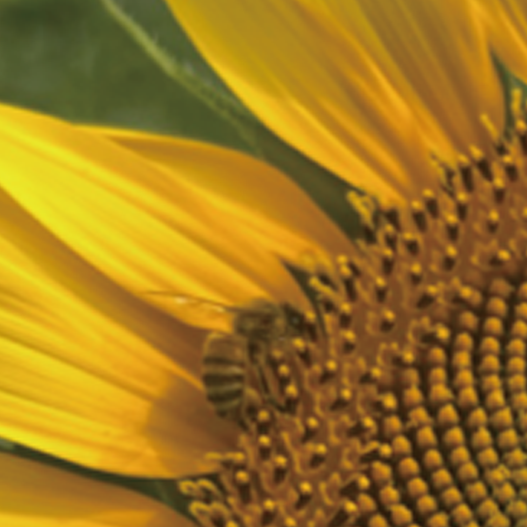 【今だけ】市川産：ひまわり畑で育った日本みつばちの生蜂蜜（数量限定100個）（送料無料）