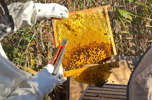 百花蜜を味わう養蜂体験の食のイメージ